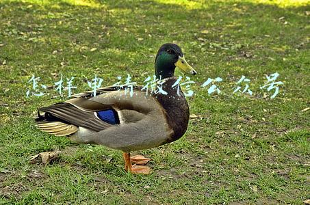 怎样申请微信公众号
