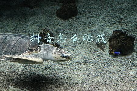 抖音怎么赚钱