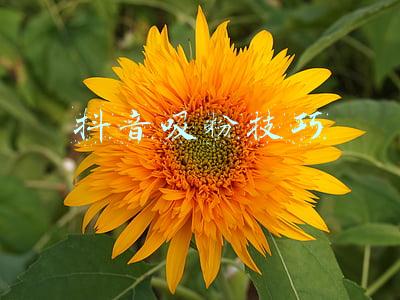 抖音吸粉技巧