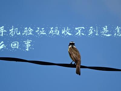 手机验证码收不到是怎么回事