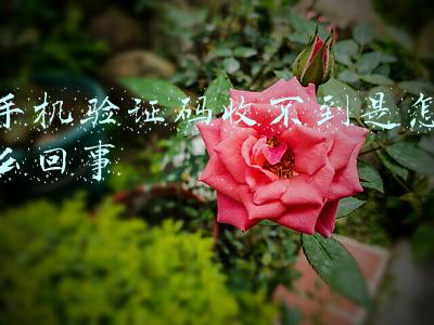 手机验证码收不到是怎么回事
