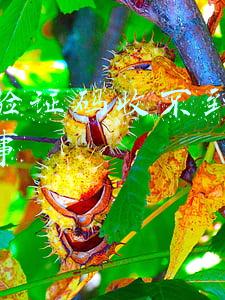 手机验证码收不到是怎么回事