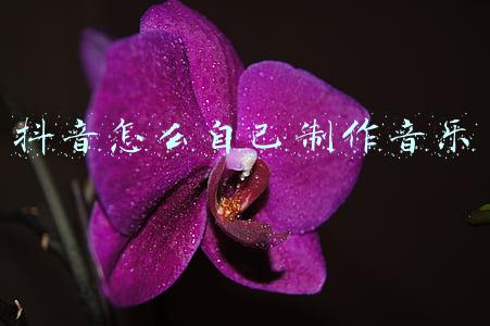 抖音怎么自己制作音乐