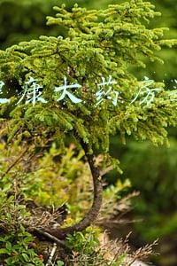 阿里健康大药房是正品吗