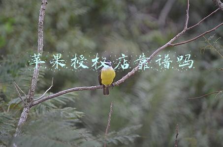 恒洲苹果授权店靠谱吗(新款 iPhone SE销售报告：00后成抢购主力，性价比是首要购机因素)