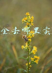 卖黄金去哪里卖合适