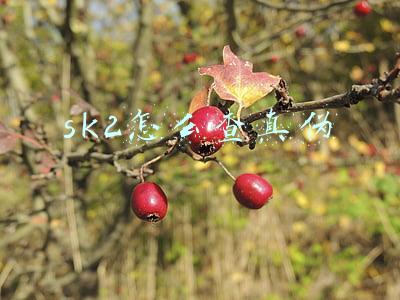 sk2怎么查真伪