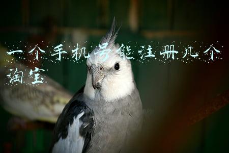 一个手机号能注册几个淘宝