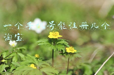 一个手机号能注册几个淘宝