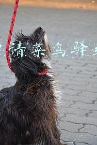 如何申请菜鸟驿站代收点