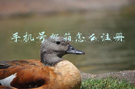 手机号邮箱怎么注册