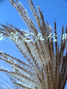 怎么得芝麻信用分