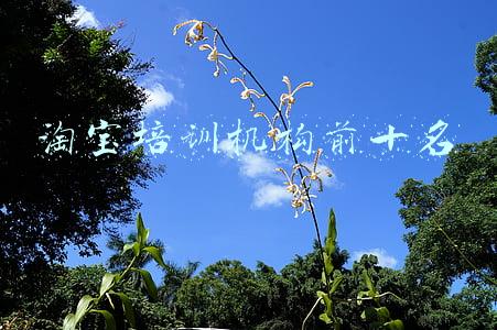 淘宝培训机构前十名