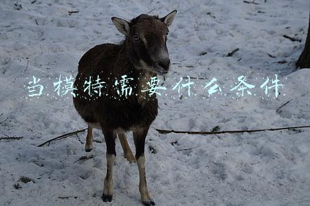 当模特需要什么条件