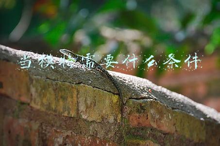 当模特需要什么条件
