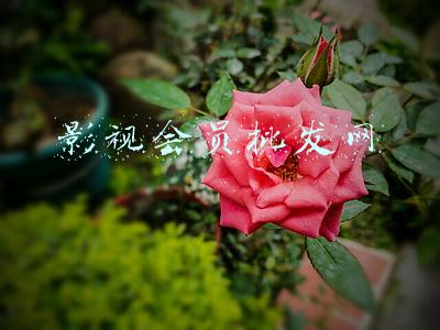 影视会员批发网