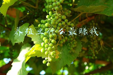养殖业什么最赚钱