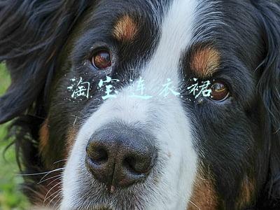 淘宝连衣裙