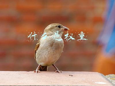 什么是权重