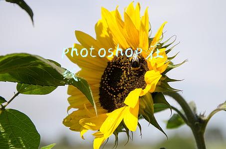 photoshop在线