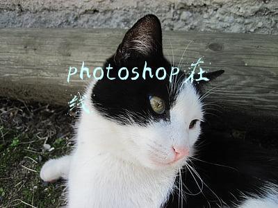 photoshop在线免费使用(Photoshop盗版越来越难找？这些网站竟有免费PS)