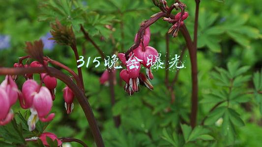 315晚会曝光