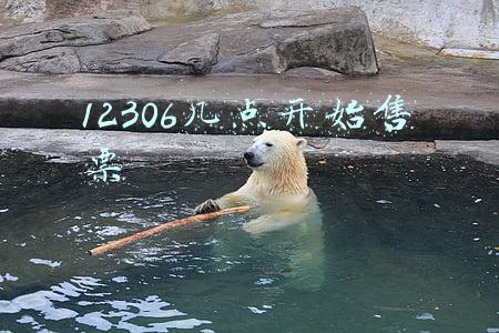 12306几点开始放新票(你第一次用12306买火车票是什么时候)