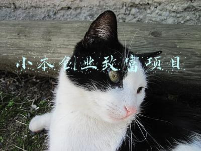 小本创业致富项目