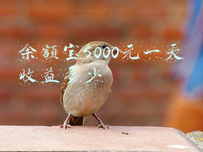 余额宝5000元一天收益多少