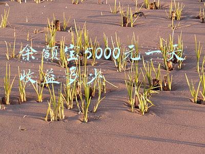 余额宝5000元一天收益多少