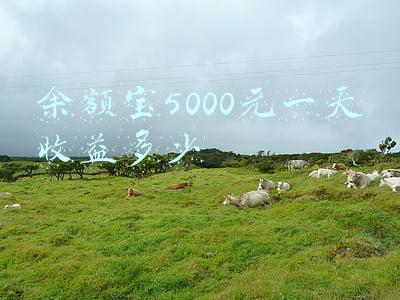 余额宝5000元一天收益多少