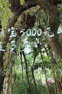 余额宝5000元一天收益多少