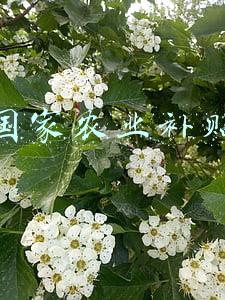 国家农业补贴