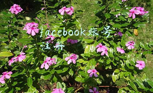 facebook账号注册