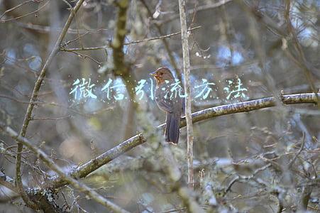 微信引流方法