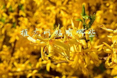 推广网站有哪些