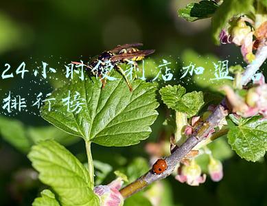 24小时便利店加盟店排行榜