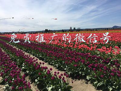 免费推广的微信号