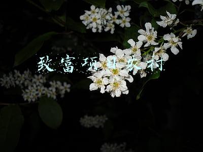致富项目农村