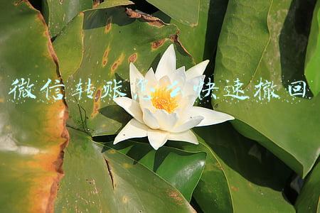 微信转账怎么快速撤回