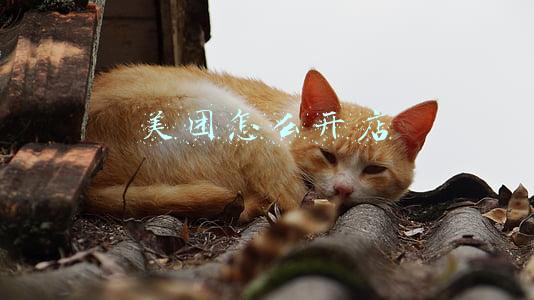 美团怎么开店铺需要什么(如何从零开始做一家外卖店铺？)
