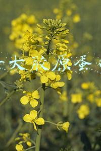 全球十大胶原蛋白排行