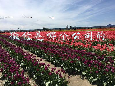 微信是哪个公司的