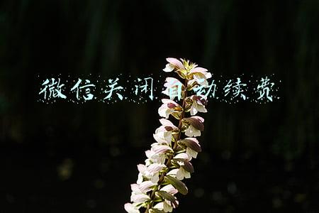 微信关闭自动续费