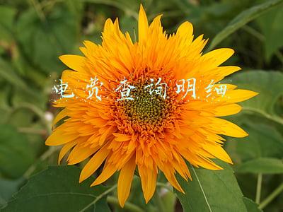 电费查询明细