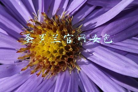 圣罗兰官网女包