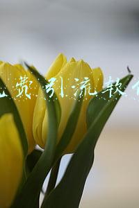 免费引流软件