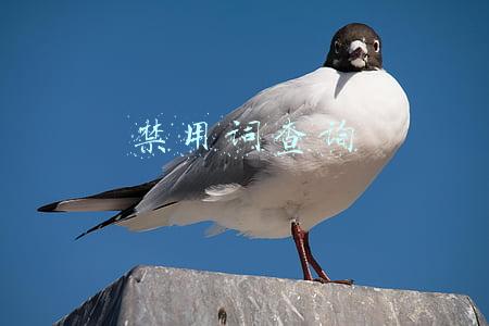 禁用词查询网站(12个文案网站，专治没灵感)