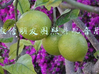 微信朋友圈照片配音乐