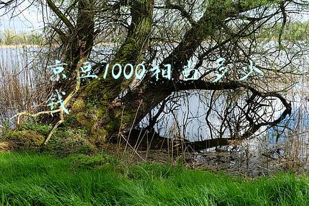 京豆1000相当多少钱